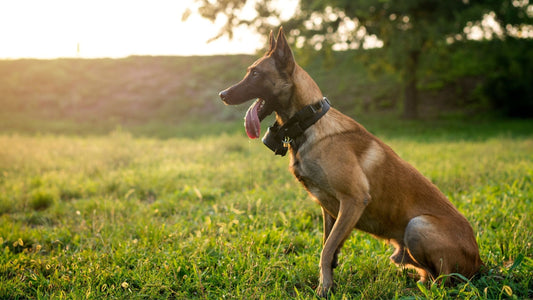 Best Core Strengthening Exercises for Dogs