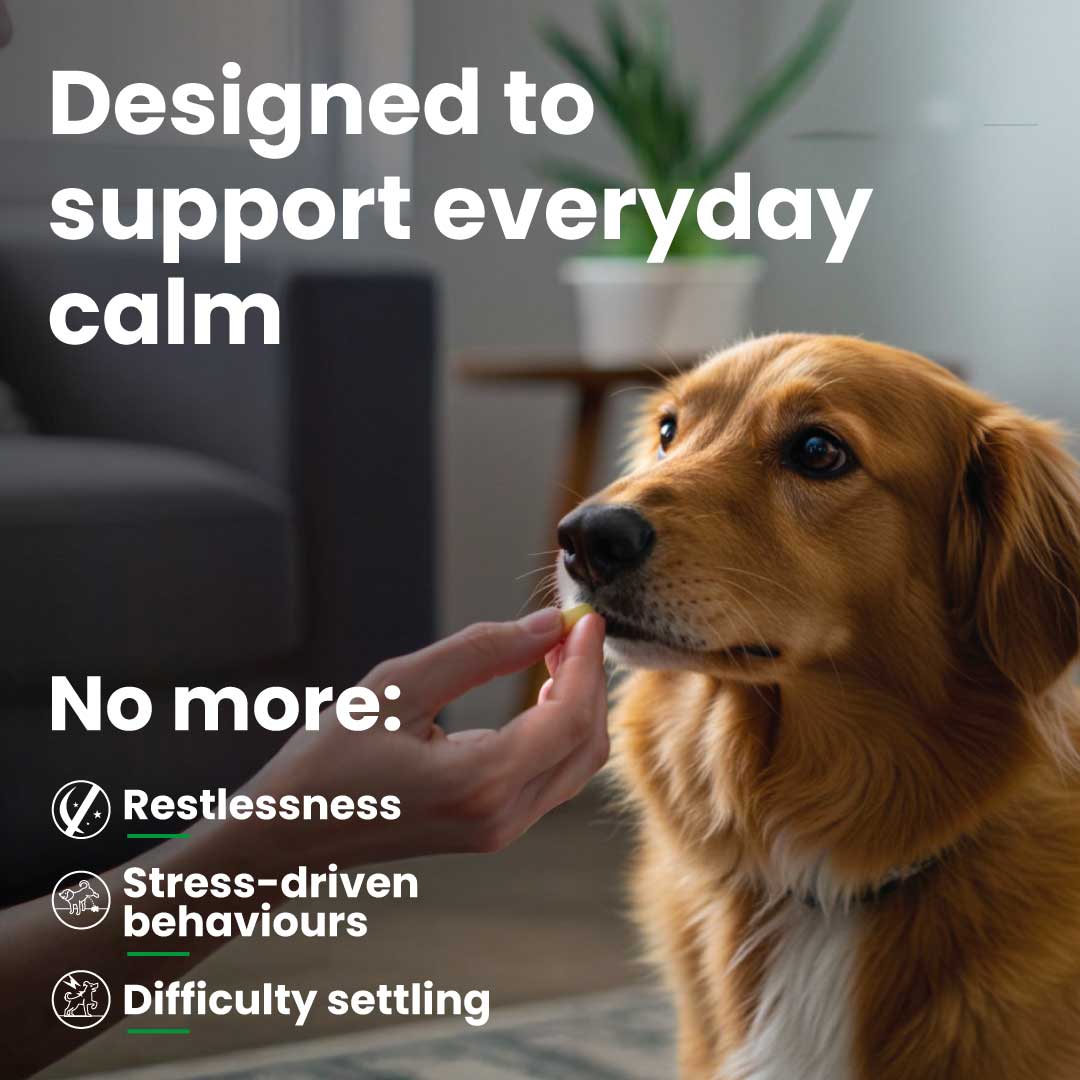Balance - Calming Tablets (Copy)