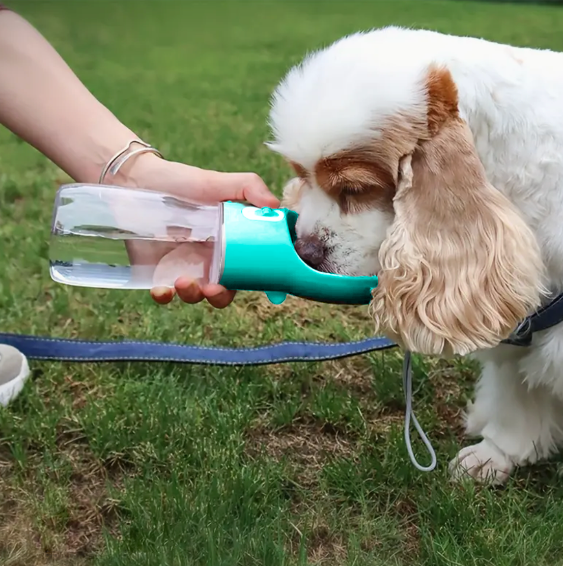 Keep Your Furry Friend Active and Hydrated All Summer Long!