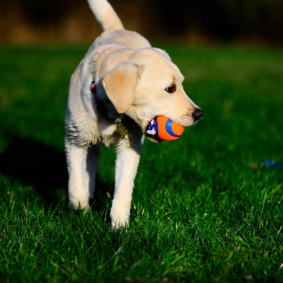 Keep Your Furry Friend Active and Hydrated All Summer Long!