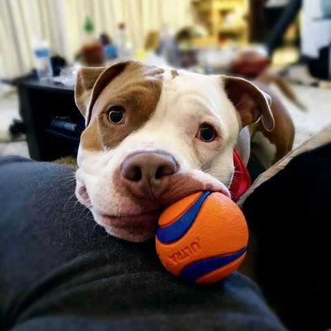 Keep Your Furry Friend Active and Hydrated All Summer Long!