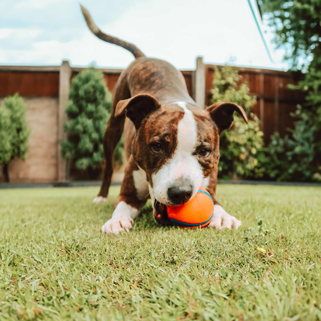 Keep Your Furry Friend Active and Hydrated All Summer Long!