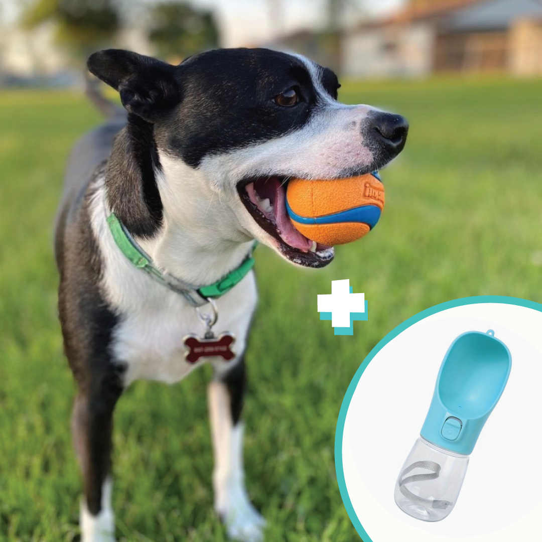 Keep Your Furry Friend Active and Hydrated All Summer Long!